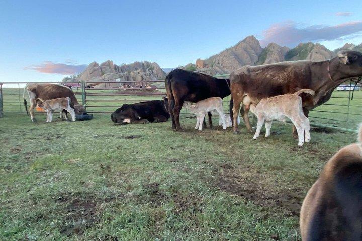 Parc Terelj de 2 jours et expérience familiale nomade mongole