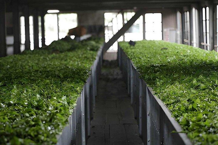 ヌワラ・エリヤからの紅茶工場見学