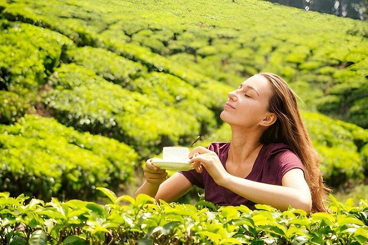 ヌワラ・エリヤからの紅茶工場見学