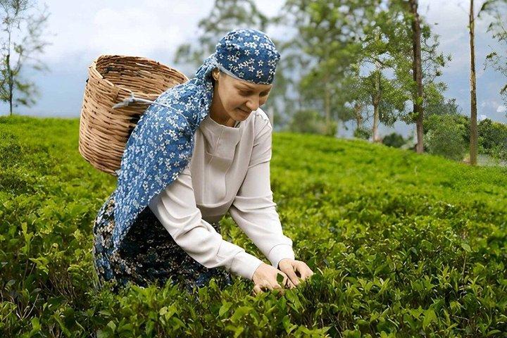 Tea Factory Tour from Nuwara Eliya