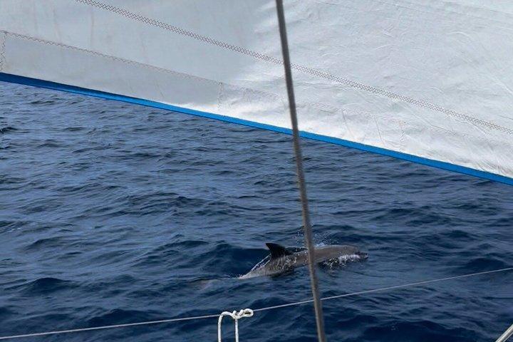 Excursion d'une journée complète en voile aux îles Elafiti au départ de Dubrovnik