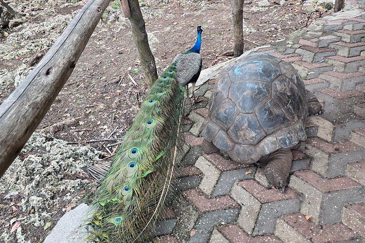 ザンジバル監獄島とナクペンダ船旅（ランチ付き）