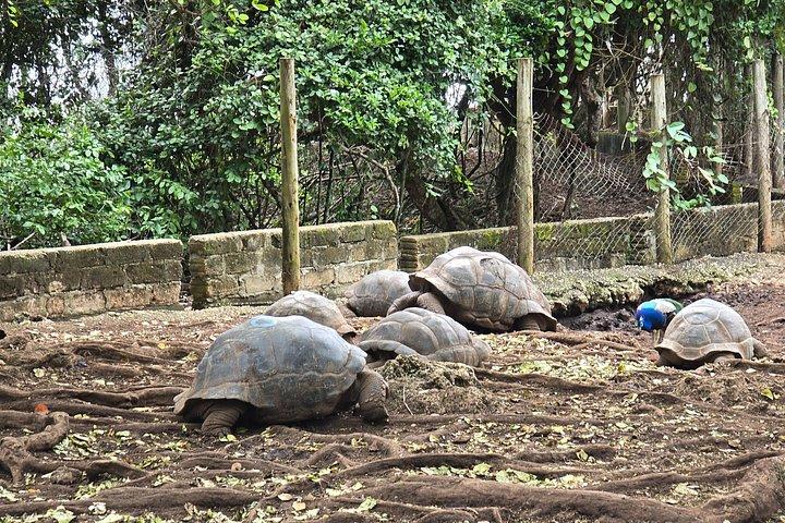 ザンジバル監獄島とナクペンダ船旅（ランチ付き）