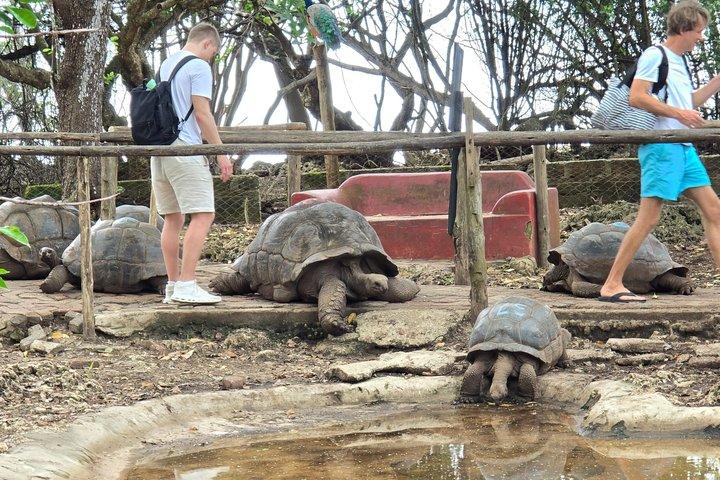 ザンジバル監獄島とナクペンダ船旅（ランチ付き）