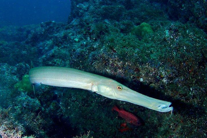 スキューバダイビングプエルトバジャルタ海底アルコスまたはマリエタス