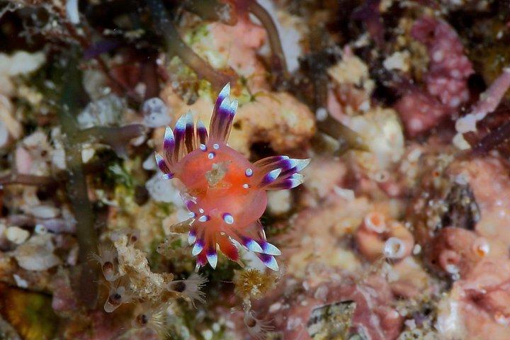 スキューバダイビングプエルトバジャルタ海底アルコスまたはマリエタス