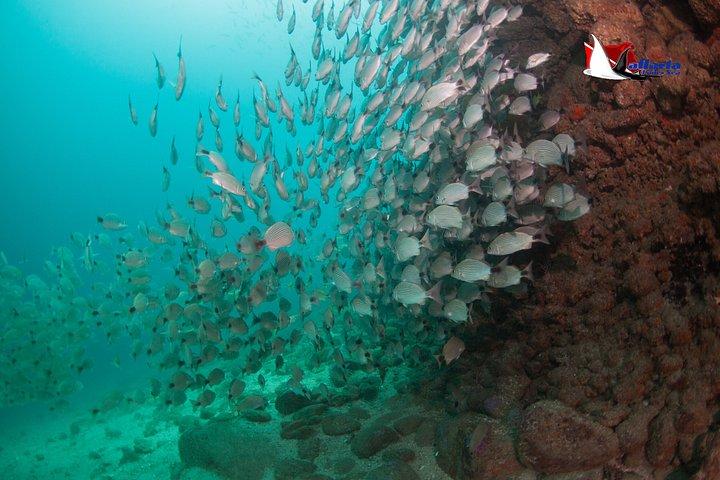 スキューバダイビングプエルトバジャルタ海底アルコスまたはマリエタス