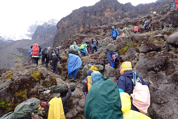 7 days Lemosho route Climbing Mt.Kilimanjaro