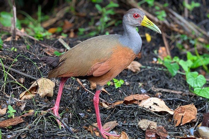 パナマ運河を通ってモンキー諸島への船旅