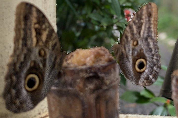 パナマ運河を通ってモンキー諸島への船旅