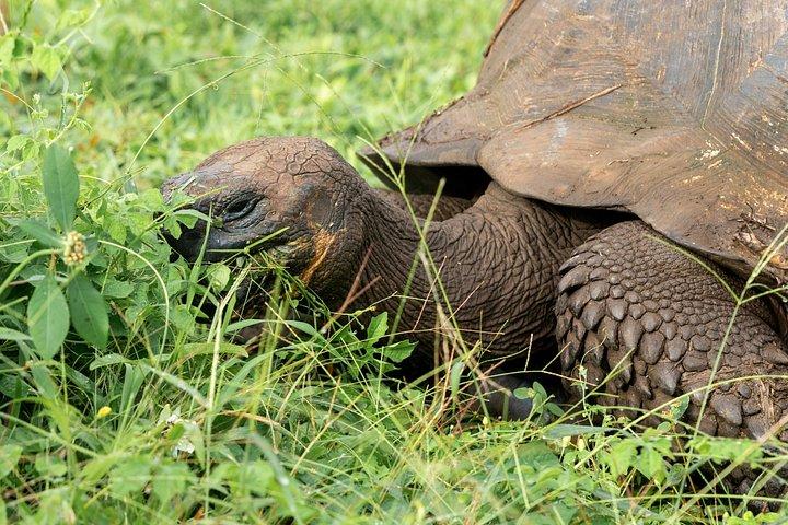 地下アドベンチャー：溶岩トンネルと巨大なカメ