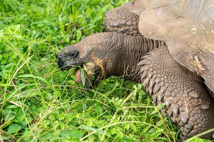 地下アドベンチャー：溶岩トンネルと巨大なカメ