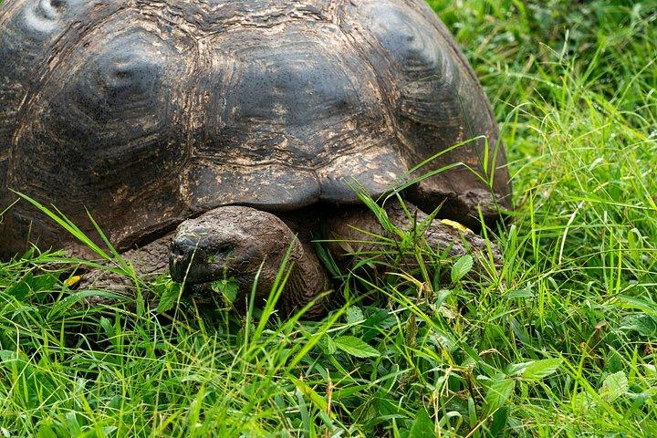 地下アドベンチャー：溶岩トンネルと巨大なカメ