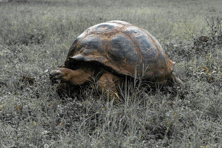地下アドベンチャー：溶岩トンネルと巨大なカメ