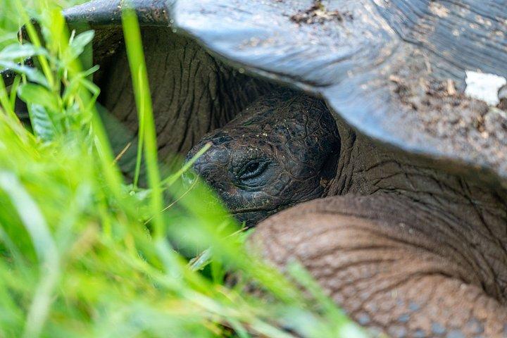 地下アドベンチャー：溶岩トンネルと巨大なカメ