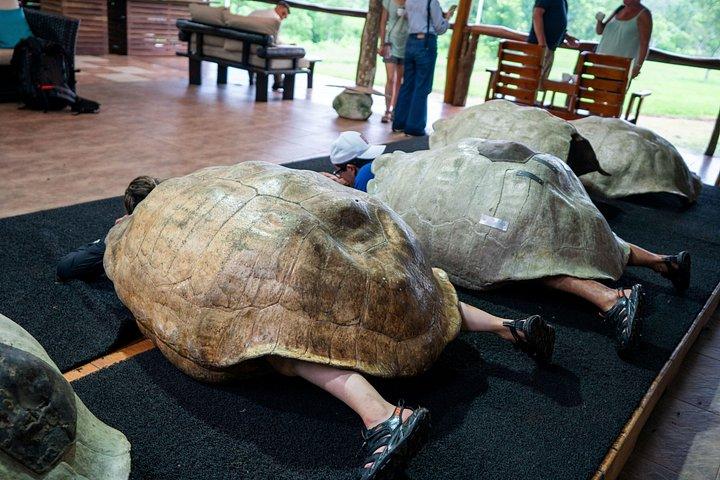 地下アドベンチャー：溶岩トンネルと巨大なカメ