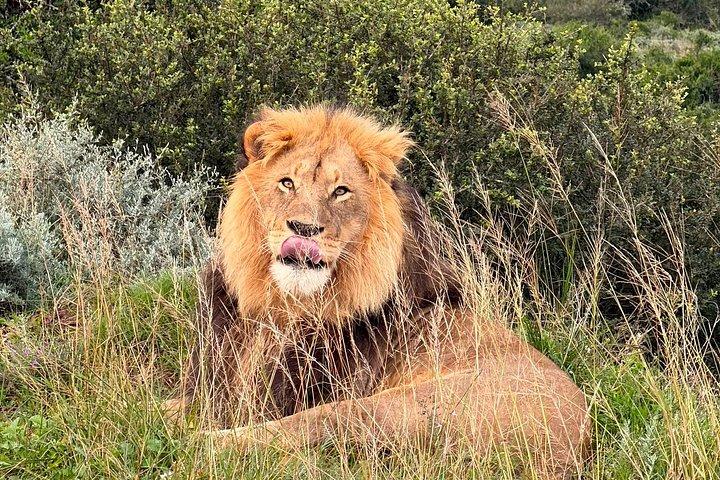 Addo Elephant Full Day Safari With Lunch