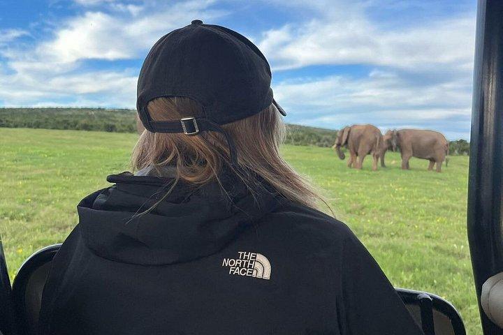 Addo Elephant Full Day Safari With Lunch