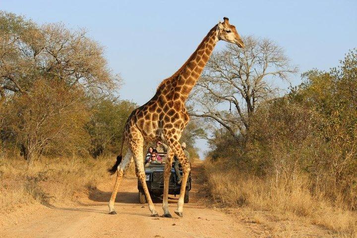 Day Trip Safari to Mikumi National Park by SGR Train