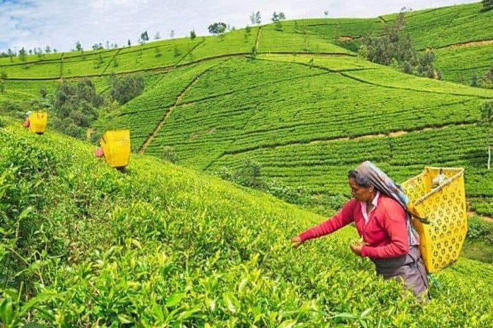 Kandy Stadtrundfahrt mit Tempeln, Kultur und malerischen Aussichtspunkten