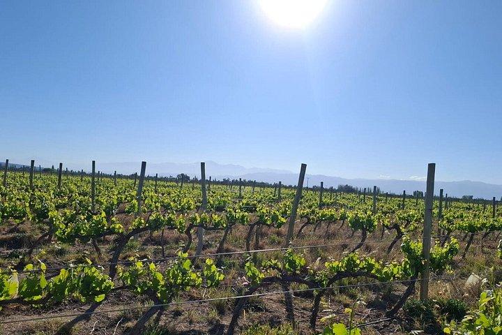 Bodegas con desayuno, blending game y almuerzo