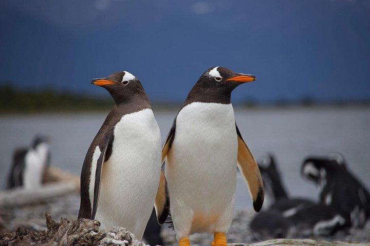 Navigation to Penguinera Isla Martillo Puerto Almanza