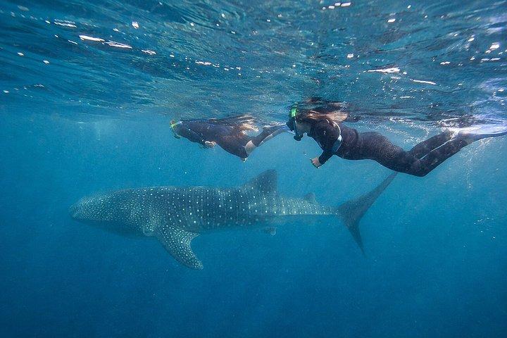 Whale Shark Encounter Tour from Riviera Maya