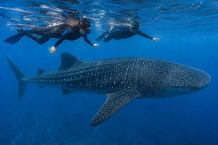 Whale Shark Encounter Tour from Riviera Maya
