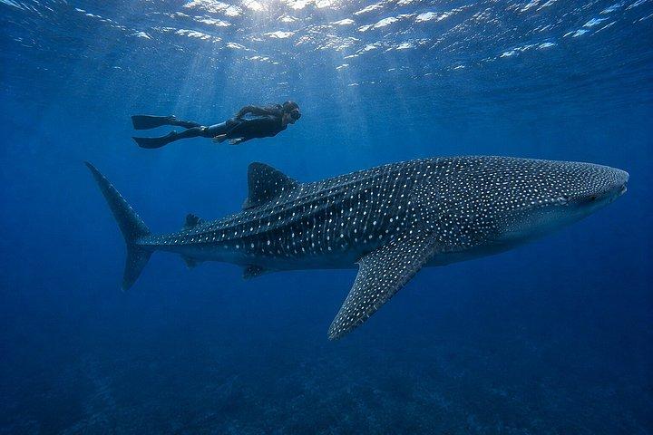 Whale Shark Encounter Tour from Riviera Maya