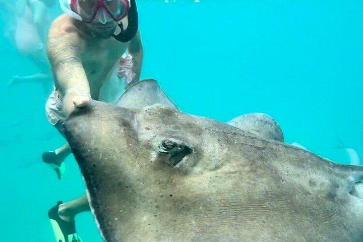 Che’s snorkel catamaran! turtles, photos & pickup (small group)