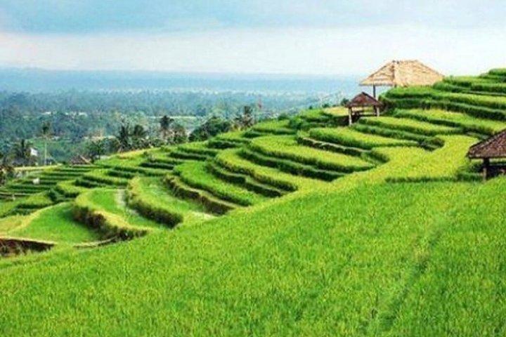Bali UNESCO Terrazza del riso e tour del tempio All Inclusive