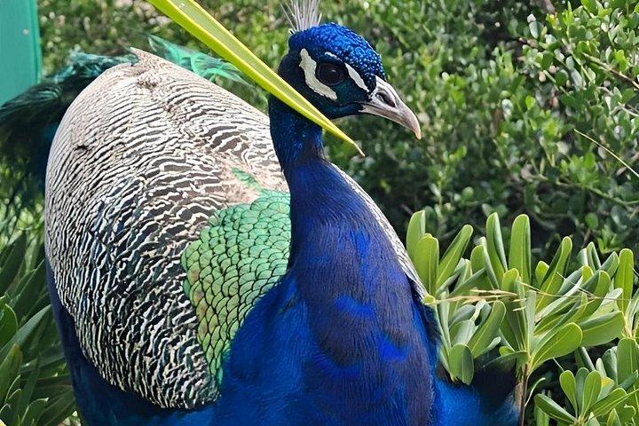Eksotisk strand og dyrepark tur på Kreta