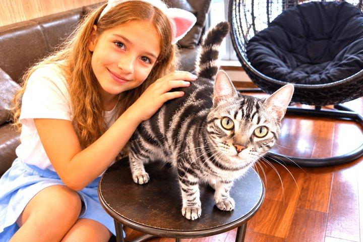 東京：渋谷ハチ公、猫カフェ＆五反田の招き猫寺