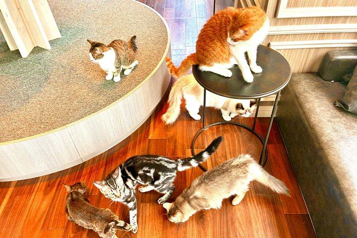 東京：渋谷ハチ公、猫カフェ＆五反田の招き猫寺