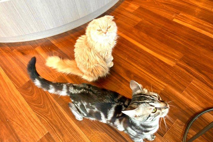 東京：渋谷ハチ公、猫カフェ＆五反田の招き猫寺