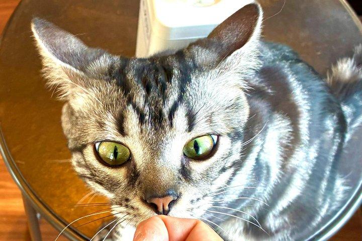 東京：渋谷ハチ公、猫カフェ＆五反田の招き猫寺