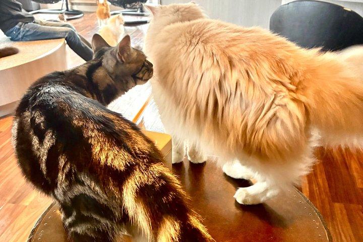 東京：渋谷ハチ公、猫カフェ＆五反田の招き猫寺