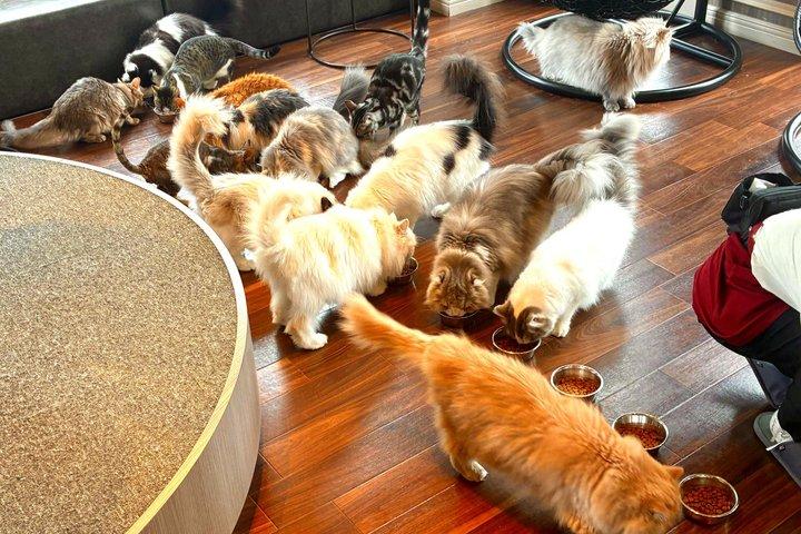 東京：渋谷ハチ公、猫カフェ＆五反田の招き猫寺