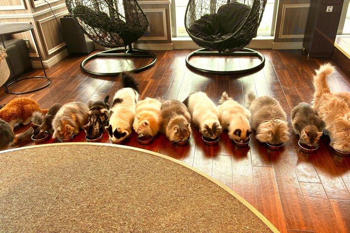 東京：渋谷ハチ公、猫カフェ＆五反田の招き猫寺