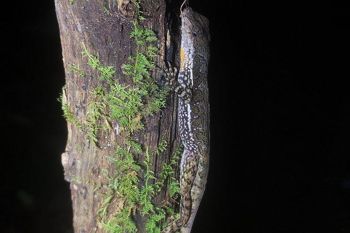 Monteverde Night Experience