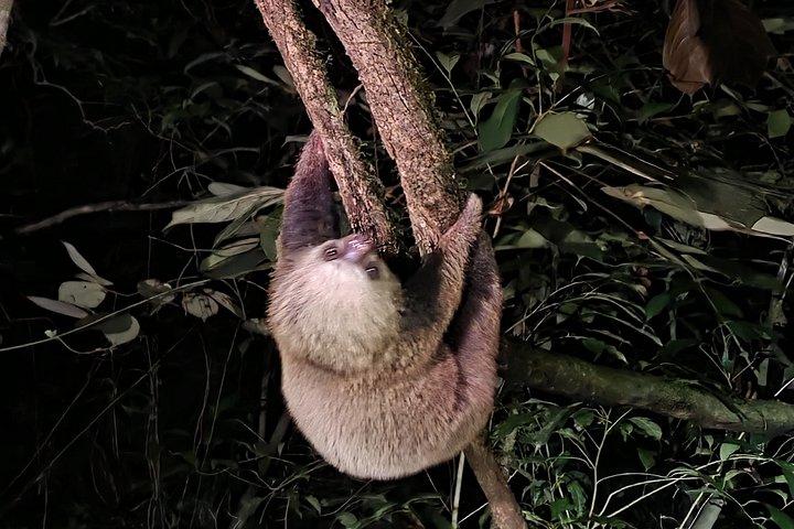 Monteverde Night Experience