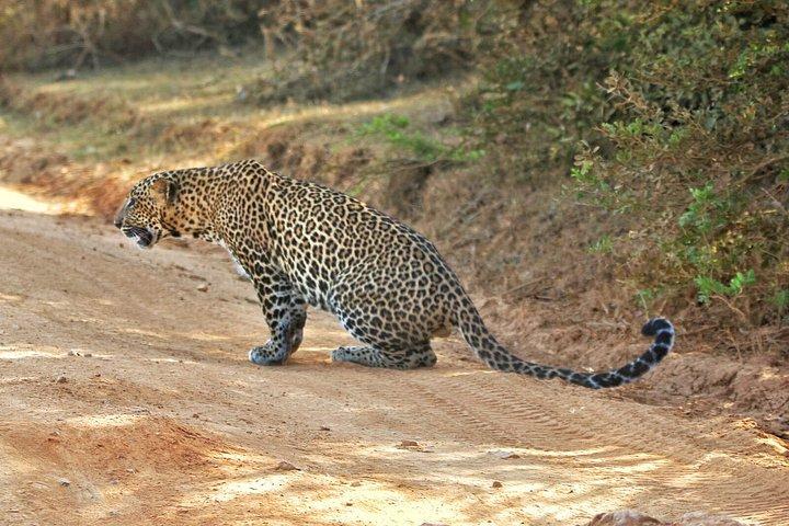 Yala National Park Wildlife and Leopard Watching Safari
