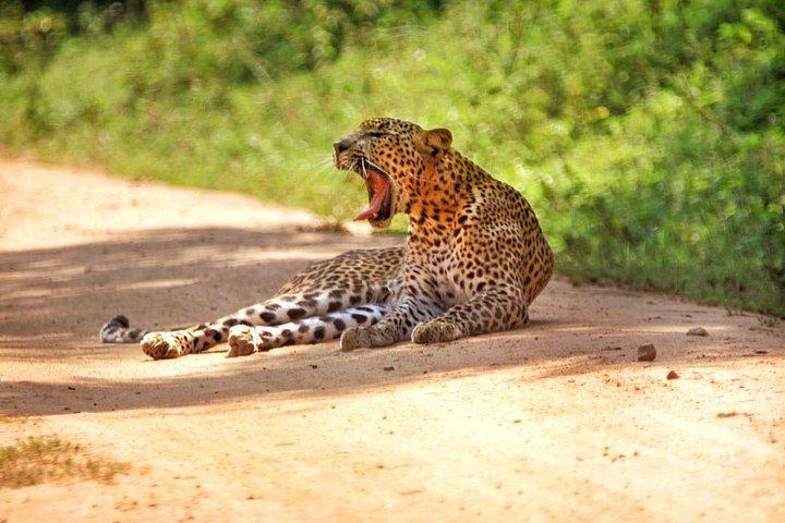 ヤラ国立公園野生動物およびヒョウウォッチングサファリ