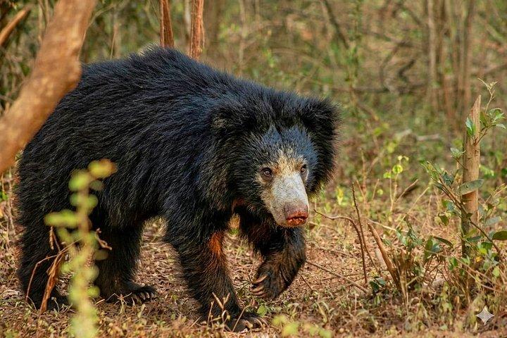ヤラ国立公園野生動物およびヒョウウォッチングサファリ