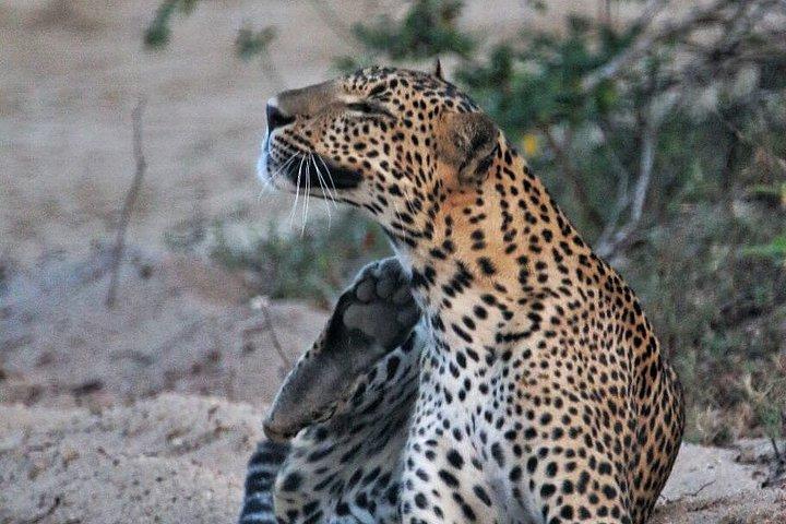 ヤラ国立公園野生動物およびヒョウウォッチングサファリ