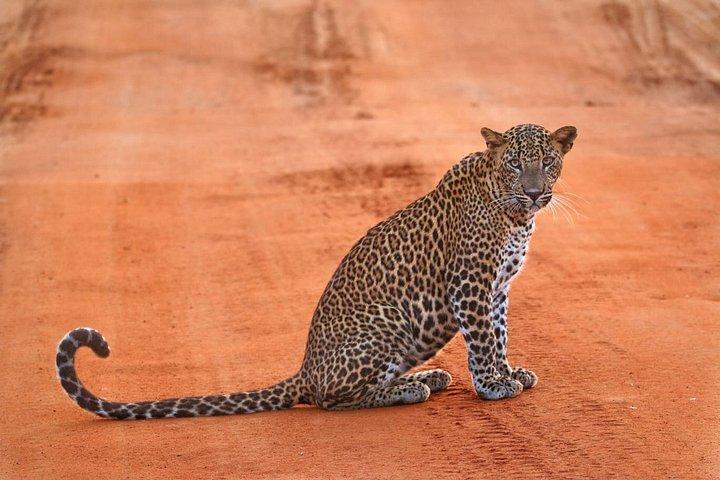 ヤラ国立公園野生動物およびヒョウウォッチングサファリ