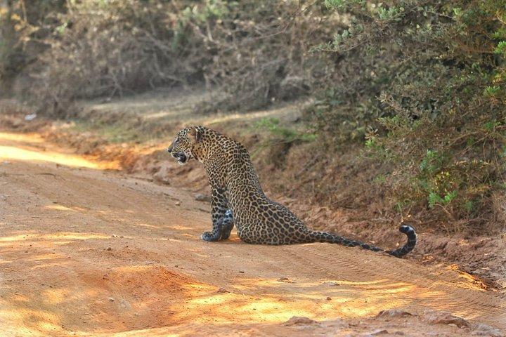 ヤラ国立公園野生動物およびヒョウウォッチングサファリ
