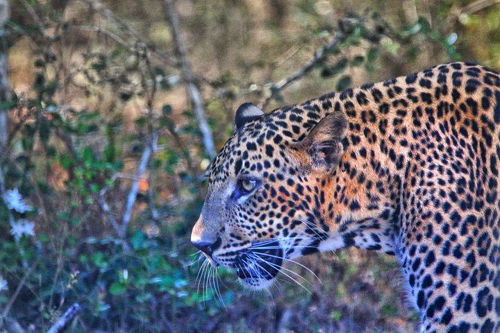 ヤラ国立公園野生動物およびヒョウウォッチングサファリ