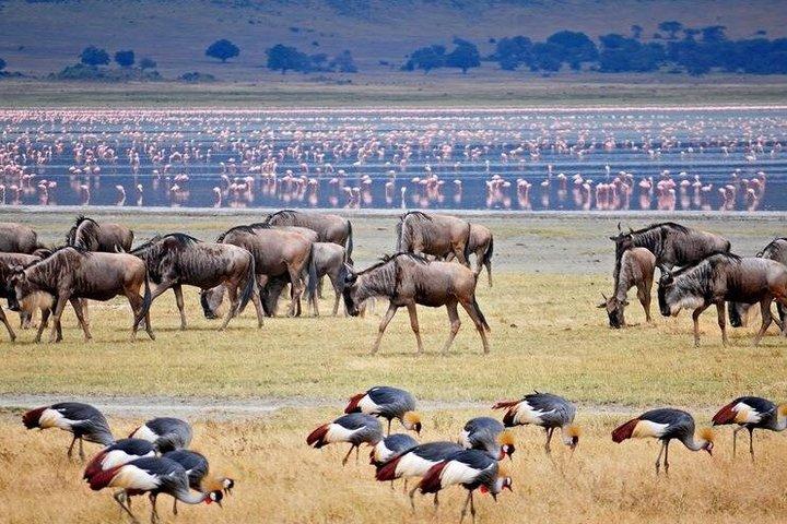 3 days Safari to Serengeti and Ngorongoro crater