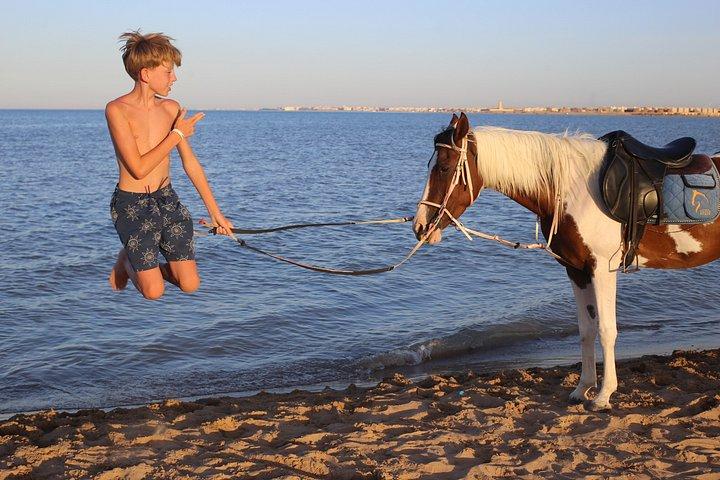 ハルガダでの馬との水泳乗馬 | ビーチ＆砂漠